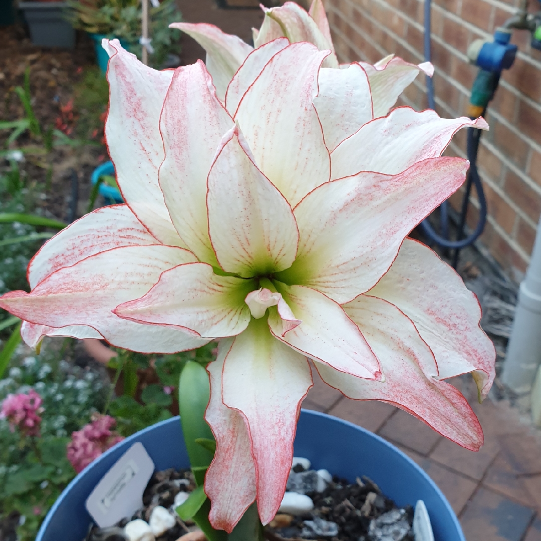 Hippeastrum (Double Galaxy Group) Aphrodite in the GardenTags plant encyclopedia Hippeastrum Aphrodite in the GardenTags plant encyclopedia