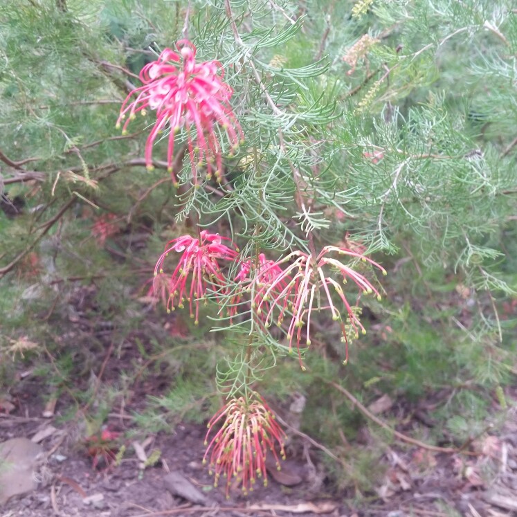 Grevillea fililoba in the GardenTags plant encyclopedia Grevillea Ellendale in the GardenTags plant encyclopedia