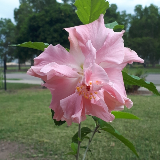 Hibiscus rosa-sinensis Enid Lewis in the GardenTags plant encyclopedia Tropical Hibiscus Enid Lewis in the GardenTags plant encyclopedia