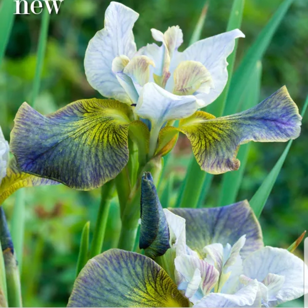 Iris sibirica Unbuttoned Zippers syn. Iris sibirica Peacock Butterfly Unbuttoned Zippers in the GardenTags plant encyclopedia Siberian Iris Unbuttoned Zippers in the GardenTags plant encyclopedia