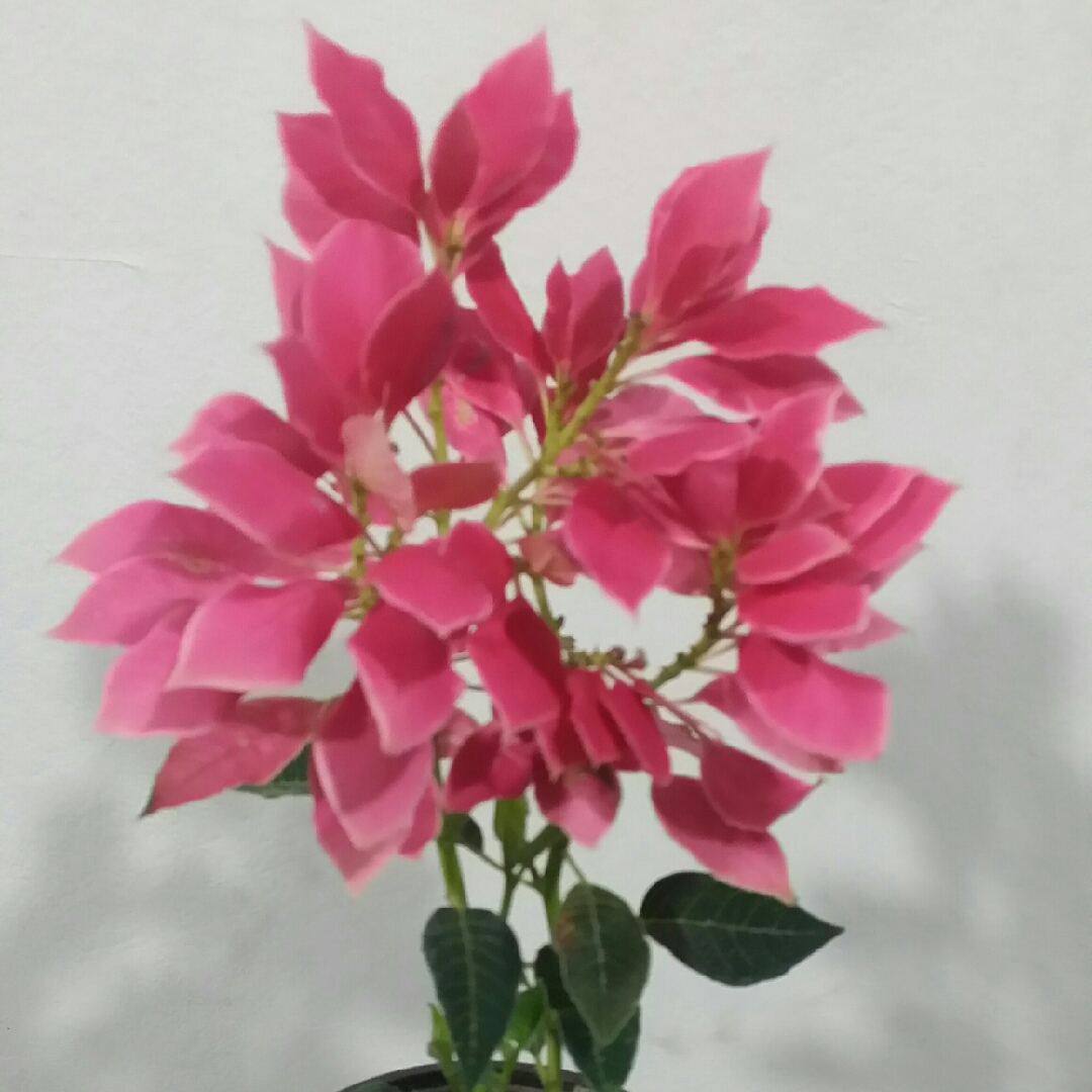 Euphorbia pulcherrima Perhc59b syn. Euphorbia pulcherrima Luv U Pink in the GardenTags plant encyclopedia Poinsettia Luv U Pink in the GardenTags plant encyclopedia