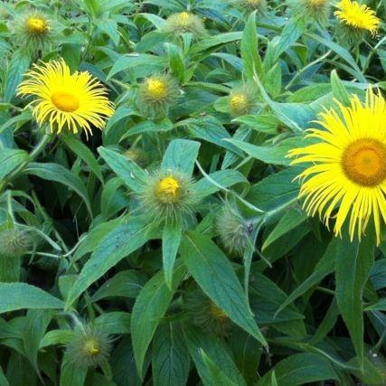 Inula hookeri in the GardenTags plant encyclopedia Hookers inula in the GardenTags plant encyclopedia