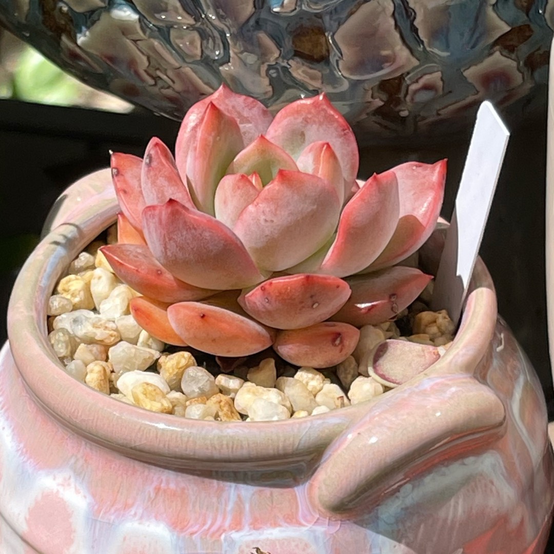 Echeveria Glam Pink in the GardenTags plant encyclopedia Echeveria Glam Pink in the GardenTags plant encyclopedia