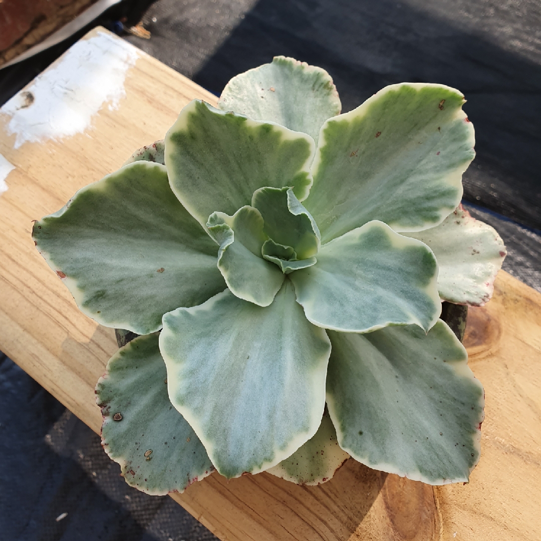 Echeveria Jippon Moon River in the GardenTags plant encyclopedia Echeveria Jippon Moon River in the GardenTags plant encyclopedia