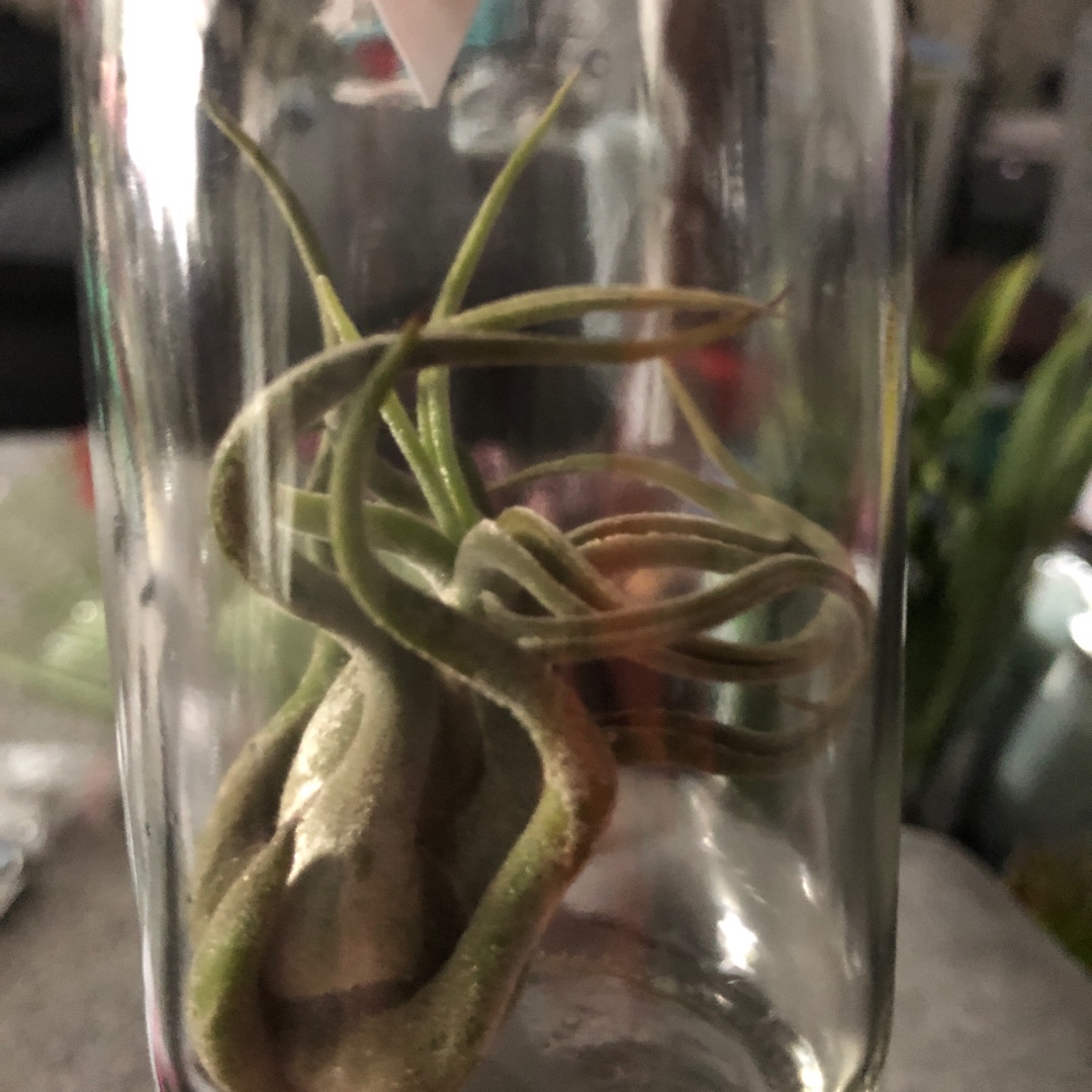 Tillandsia brachycaulos var. multiflora in the GardenTags plant encyclopedia Airplant (Species) Tillandsia brachycaulos var. multiflora in the GardenTags plant encyclopedia