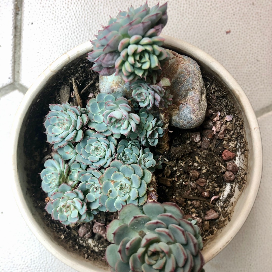Echeveria El Encino in the GardenTags plant encyclopedia Echeveria El Encino in the GardenTags plant encyclopedia