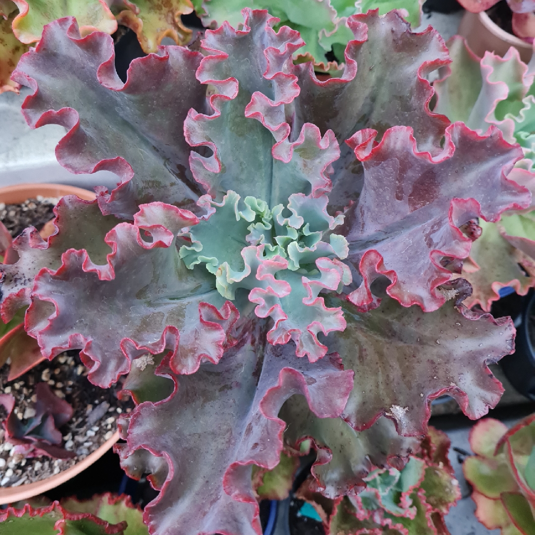Echeveria Red Trump in the GardenTags plant encyclopedia Echeveria Red Trump in the GardenTags plant encyclopedia