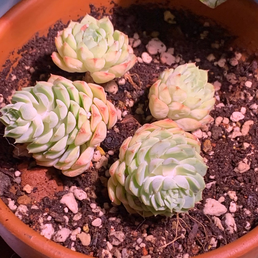Echeveria Macadamia in the GardenTags plant encyclopedia Echeveria Macadamia in the GardenTags plant encyclopedia