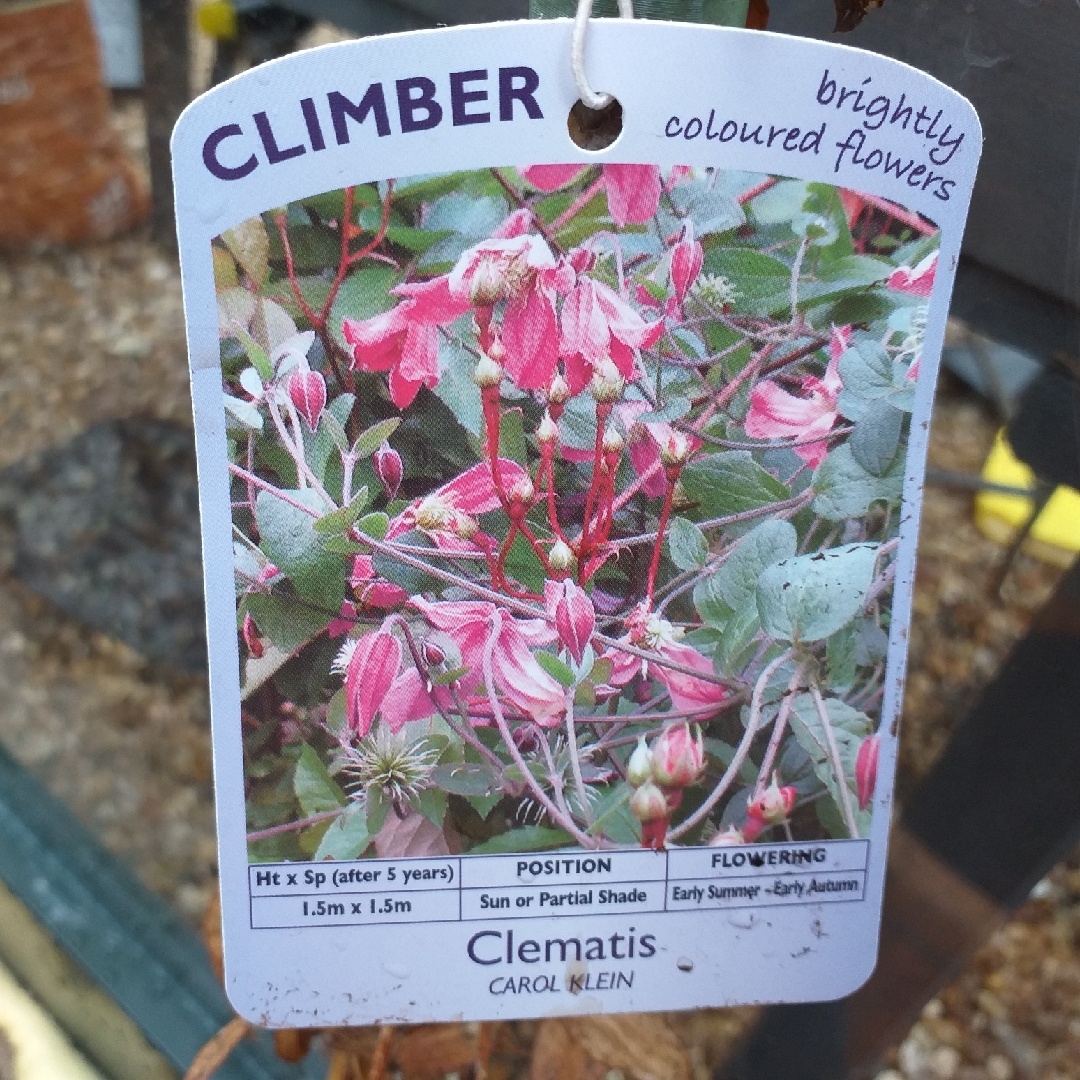Clematis Carol Klein in the GardenTags plant encyclopedia Clematis Carol Klein (Integrifolia Group) in the GardenTags plant encyclopedia