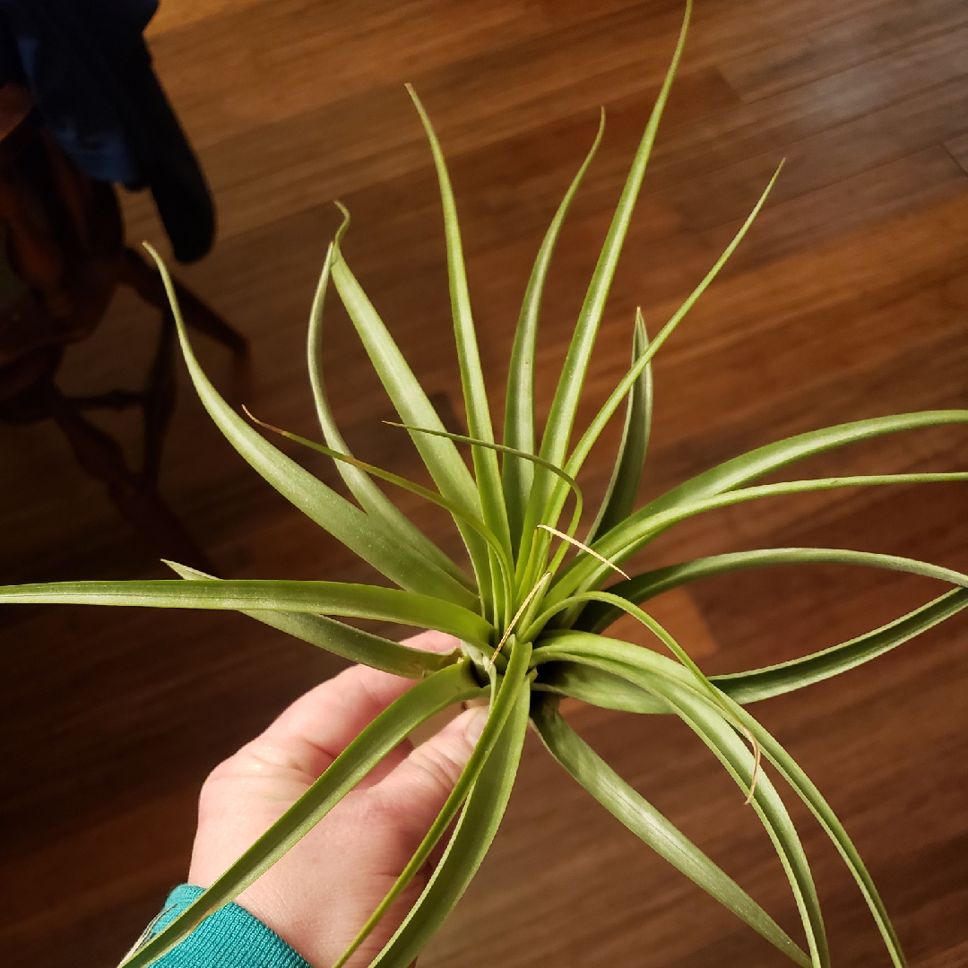 Tillandsia Cuicatlan in the GardenTags plant encyclopedia Airplant Cuicatlan in the GardenTags plant encyclopedia