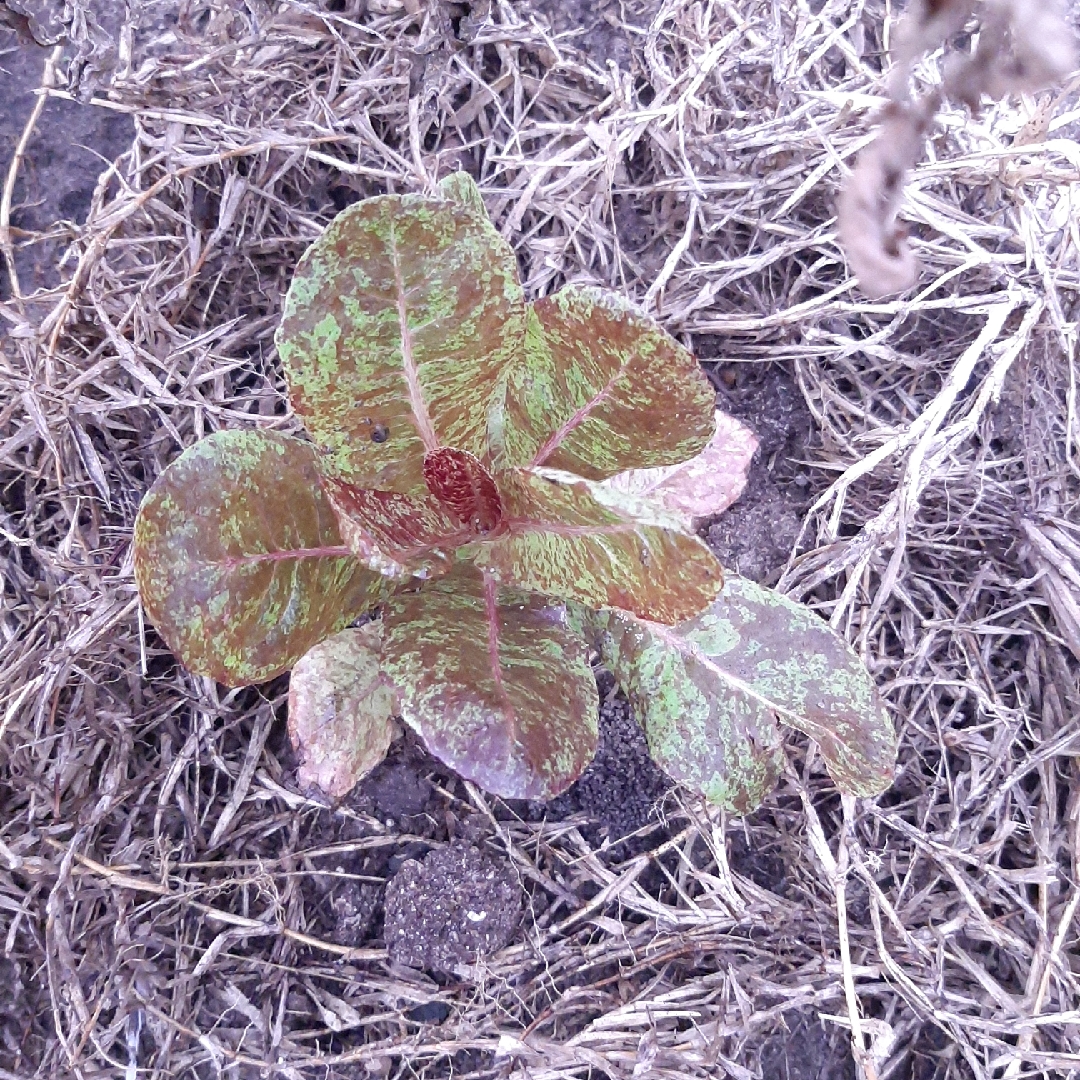 Lactuca sativa Sanguine Améliorée in the GardenTags plant encyclopedia Lettuce Sanguine Améliorée (Butterhead/Round) in the GardenTags plant encyclopedia