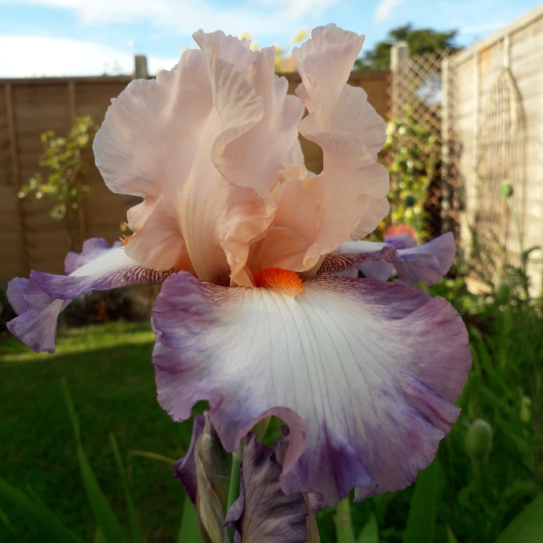 Iris x germanica Poesie in the GardenTags plant encyclopedia Bearded Iris Poesie (Tall) in the GardenTags plant encyclopedia