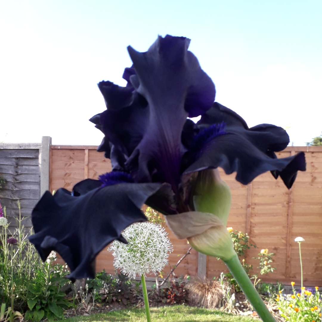 Iris x germanica Ghost Train in the GardenTags plant encyclopedia Bearded Iris Ghost Train (Tall) in the GardenTags plant encyclopedia