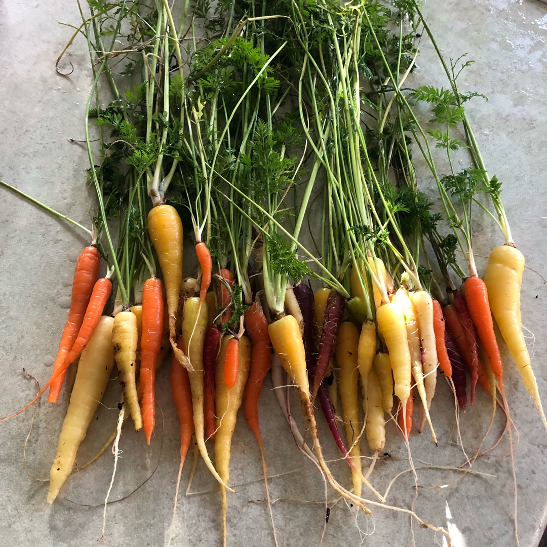 Carrot Rainbow in the GardenTags plant encyclopedia
