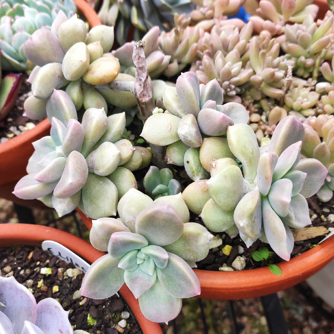 xGraptoveria Mauve Accord in the GardenTags plant encyclopedia Graptoveria Mauve Accord in the GardenTags plant encyclopedia