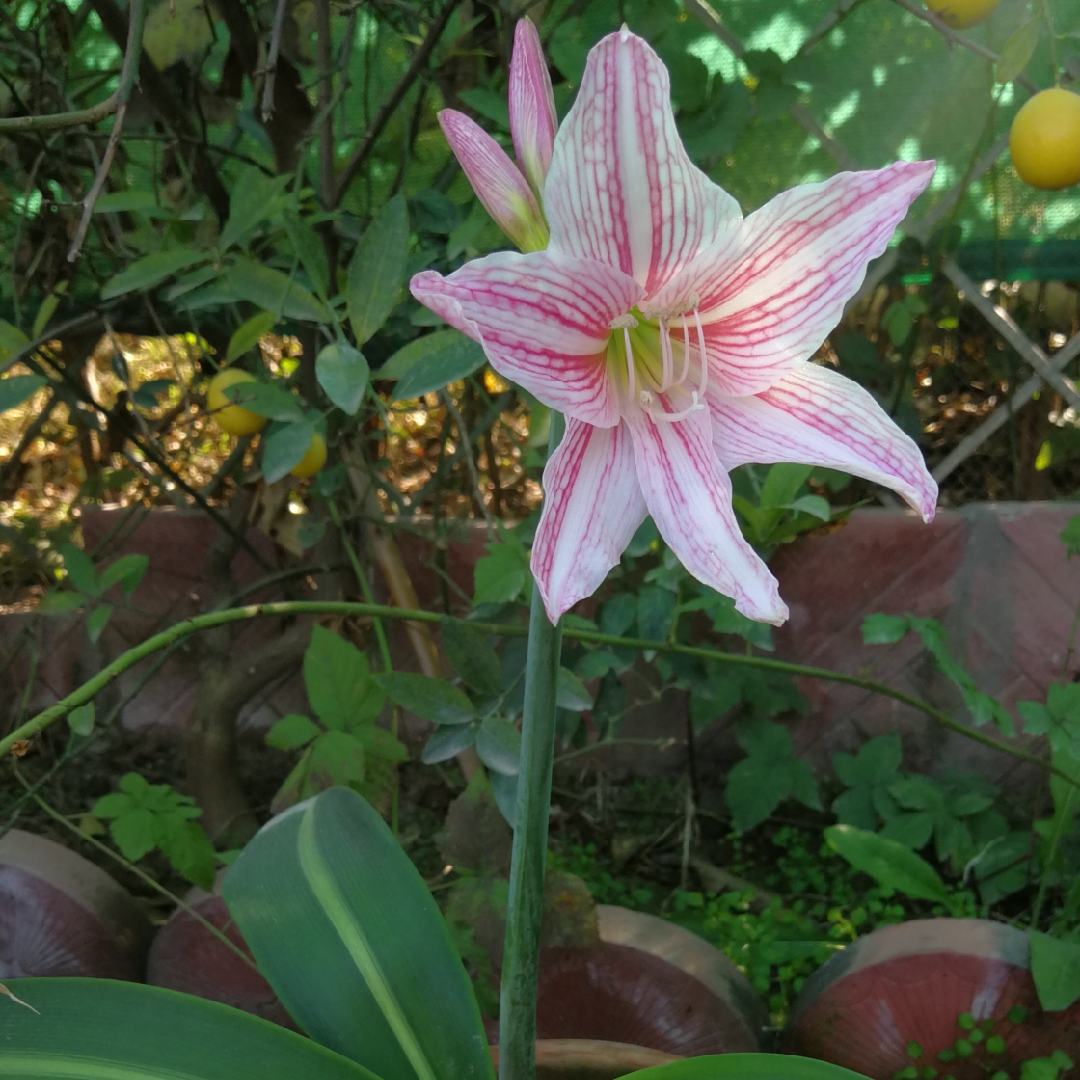 Hippeastrum reticulatum in the GardenTags plant encyclopedia Hippeastrum (Species) Netted-Veined Amaryllis in the GardenTags plant encyclopedia