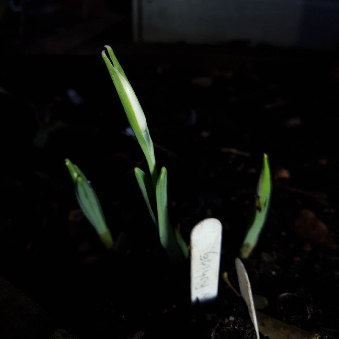 Galanthus Fly Fishing in the GardenTags plant encyclopedia Snowdrop Fly Fishing in the GardenTags plant encyclopedia