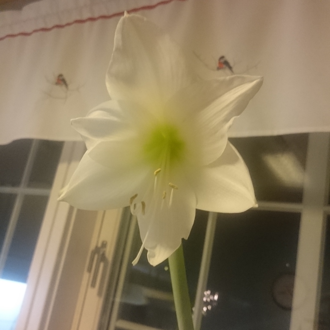 Hippeastrum (Galaxy Group) Intokazi in the GardenTags plant encyclopedia Hippeastrum Intokazi in the GardenTags plant encyclopedia