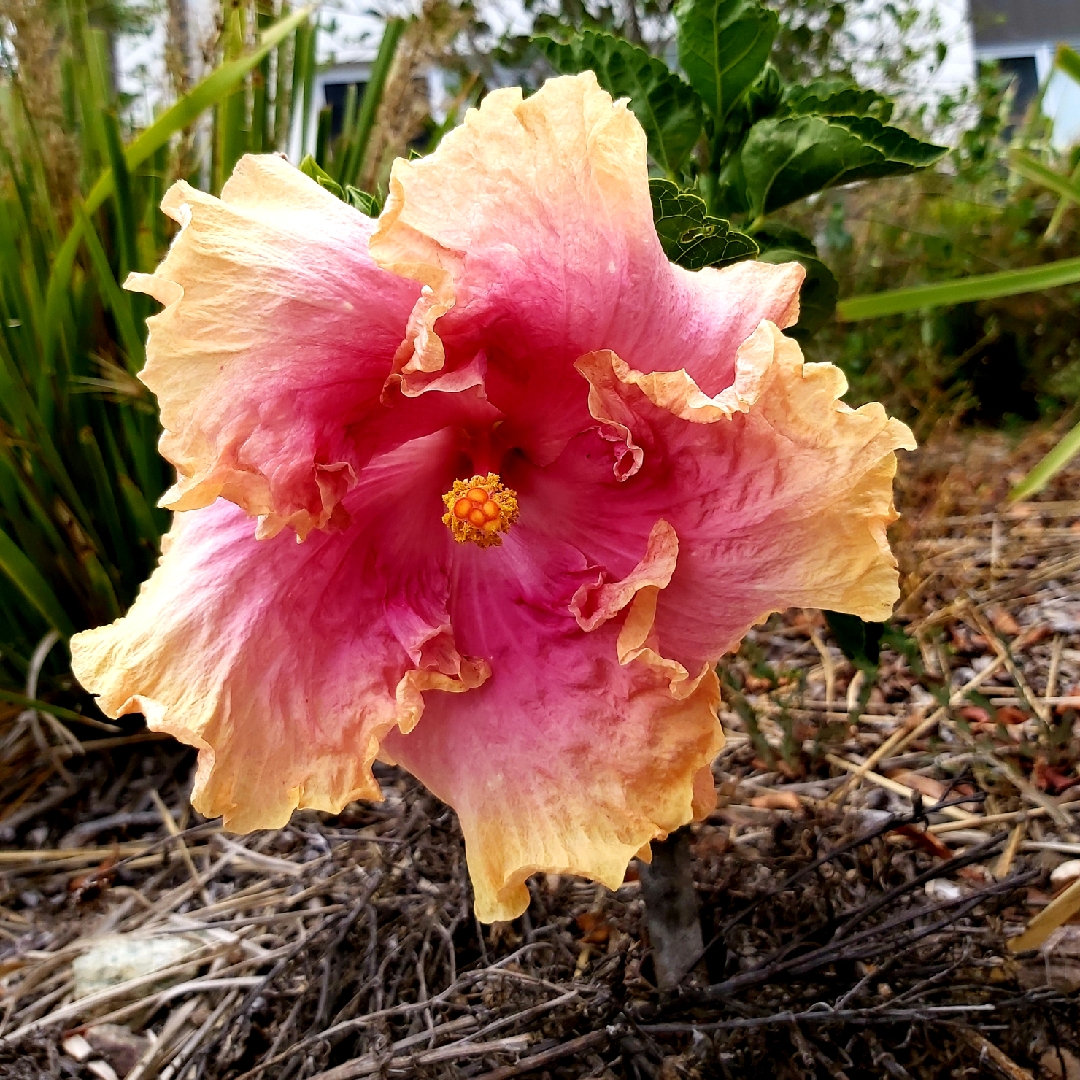 Hibiscus rosa-sinensis Cecelia Wyatt in the GardenTags plant encyclopedia Tropical Hibiscus Cecelia Wyatt in the GardenTags plant encyclopedia
