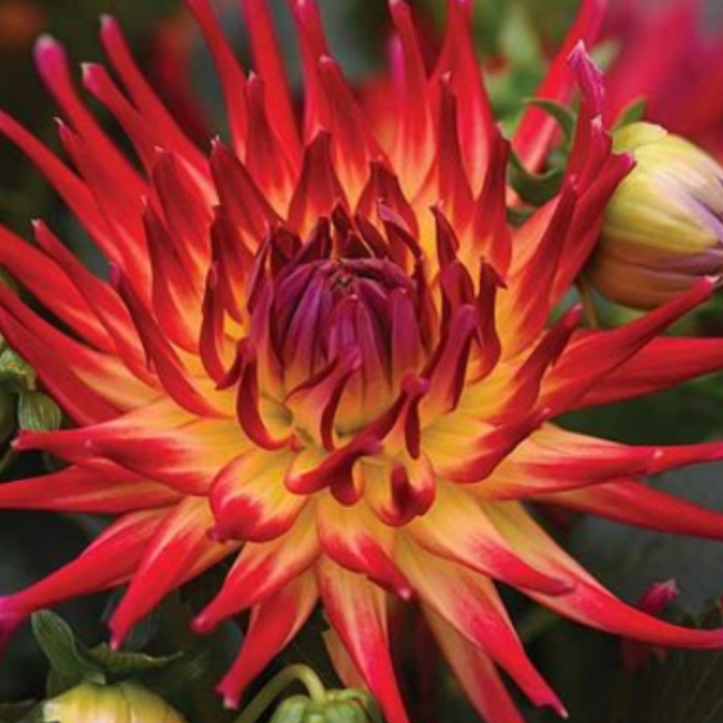 Dahlia Labella Maggiore Fire (Labella Series) in the GardenTags plant encyclopedia Dahlia Labella Maggiore Fire (Bedding) in the GardenTags plant encyclopedia