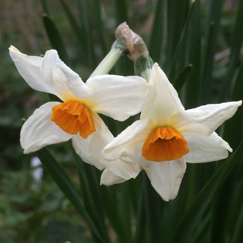Narcissus Cragford in the GardenTags plant encyclopedia Daffodil Cragford (Tazetta) in the GardenTags plant encyclopedia