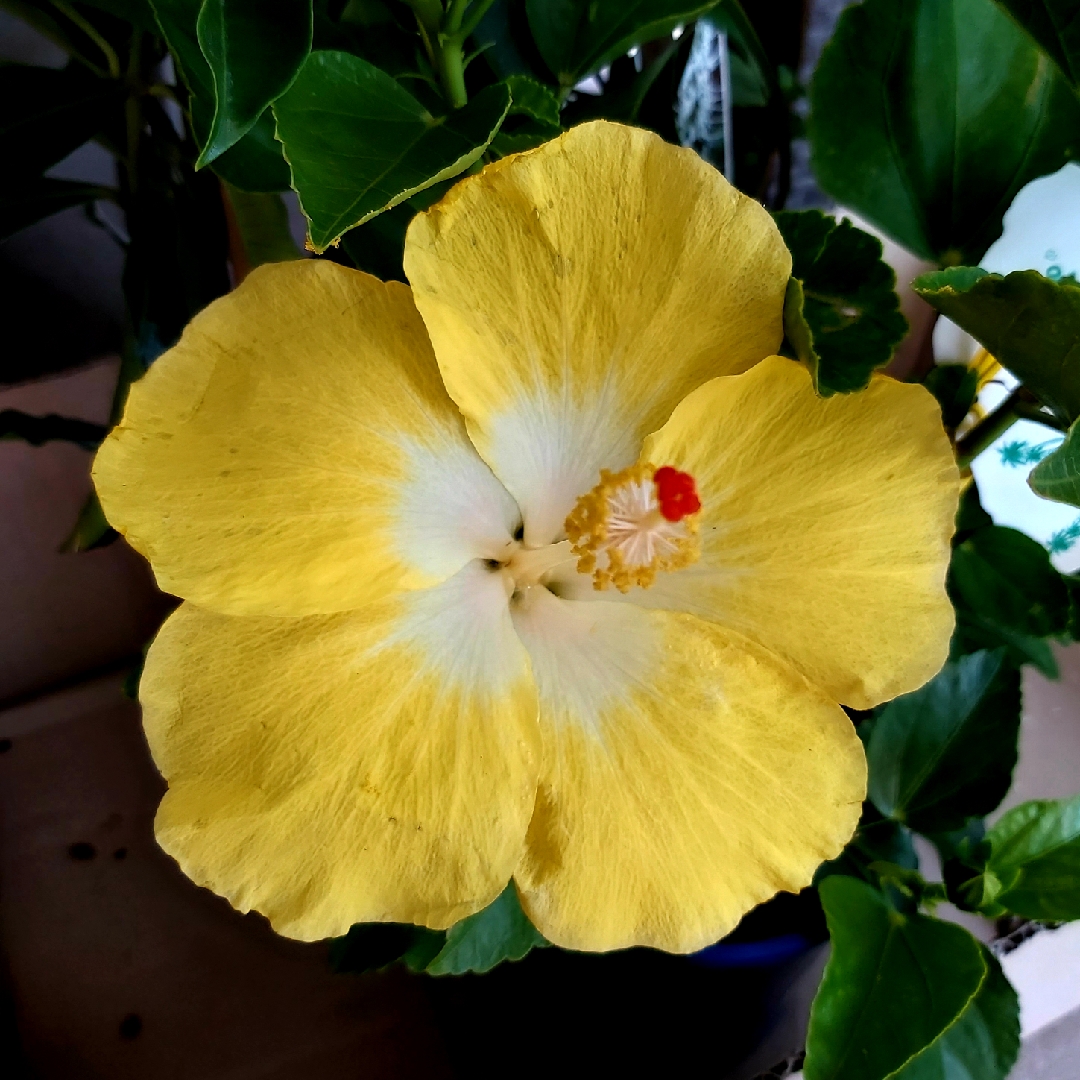 Hibiscus rosa-sinensis Bonaire Wind in the GardenTags plant encyclopedia Tropical Hibiscus Bonaire Wind in the GardenTags plant encyclopedia