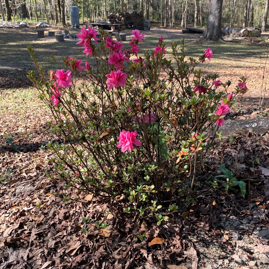 Rhododendron Conles (Encore Series) syn. Rhododendron Encore Autumn Empress in the GardenTags plant encyclopedia Azalea Encore Autumn Empress in the GardenTags plant encyclopedia