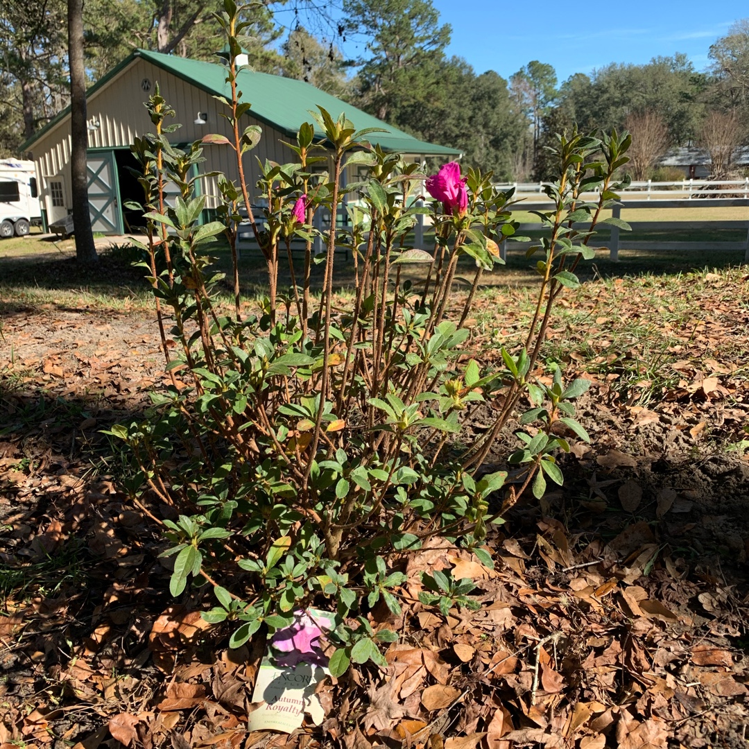 Rhododendron Conlec (Encore Series) syn. Rhododendron Encore Autumn Royalty in the GardenTags plant encyclopedia Azalea Encore Autumn Royalty in the GardenTags plant encyclopedia