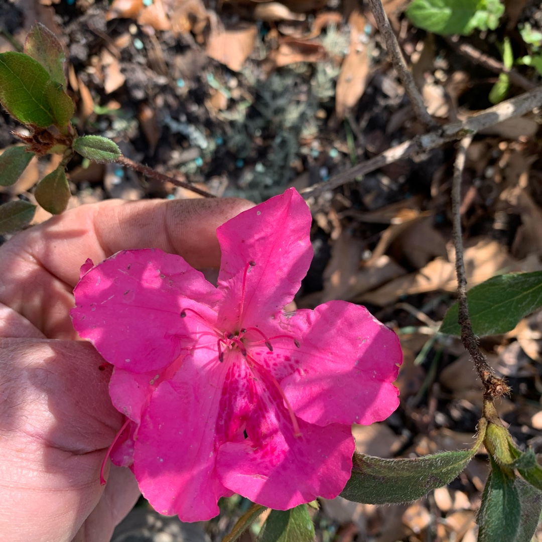 Rhododendron Roblee (Encore Series) syn. Rhododendron Encore Autumn Sangria in the GardenTags plant encyclopedia Azalea Encore Autumn Sangria in the GardenTags plant encyclopedia