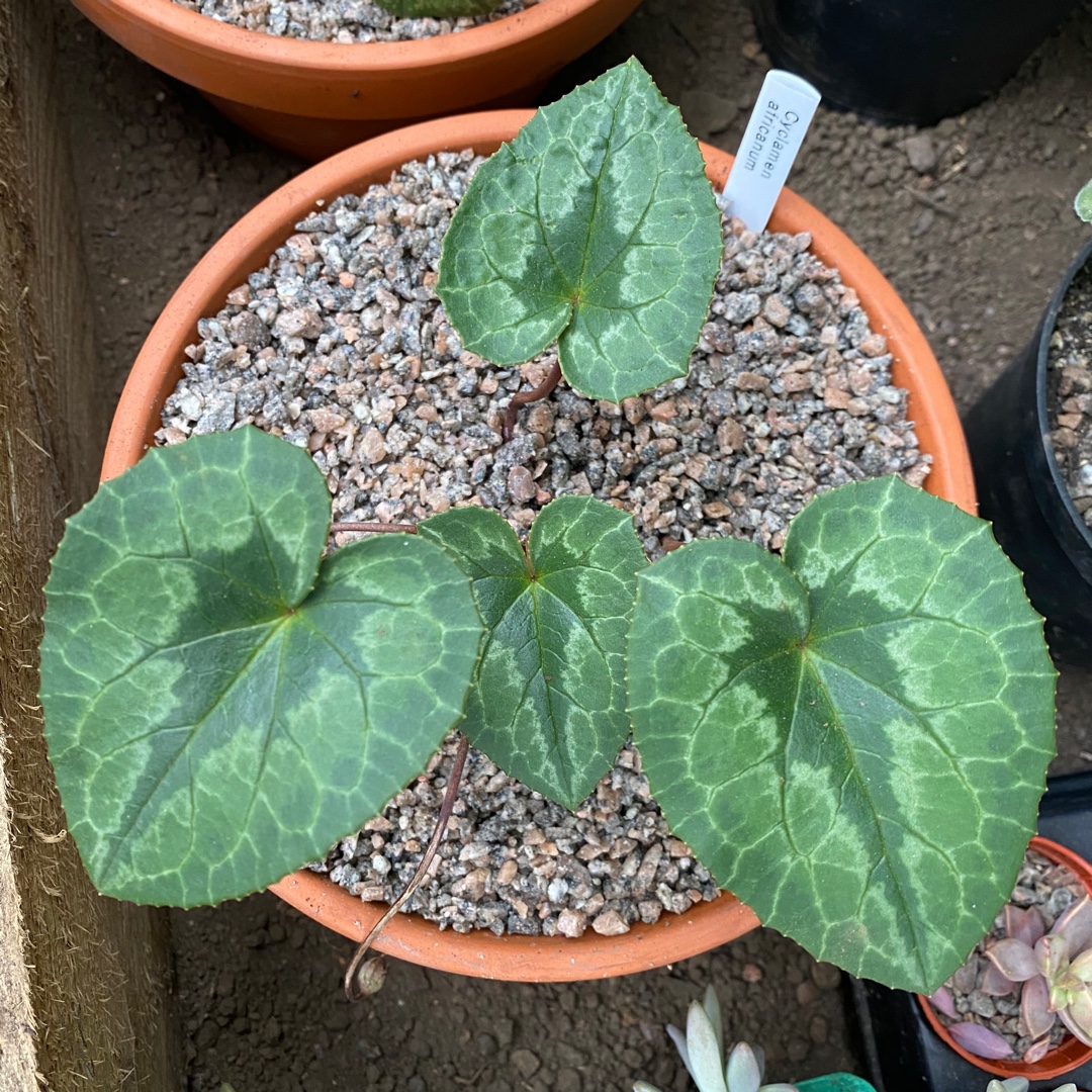 Cyclamen africanum in the GardenTags plant encyclopedia Cyclamen (Species) African Cyclamen in the GardenTags plant encyclopedia