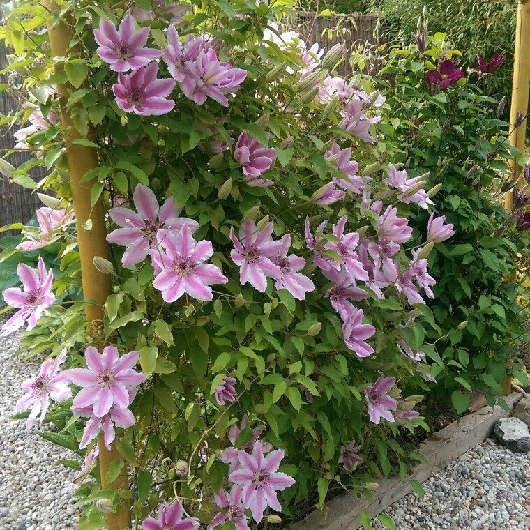 Clematis 'Nelly Moser', Clematis 'Nelly Moser' In GardenTags Plant Encyclopedia | peacecommission.kdsg.gov.ng