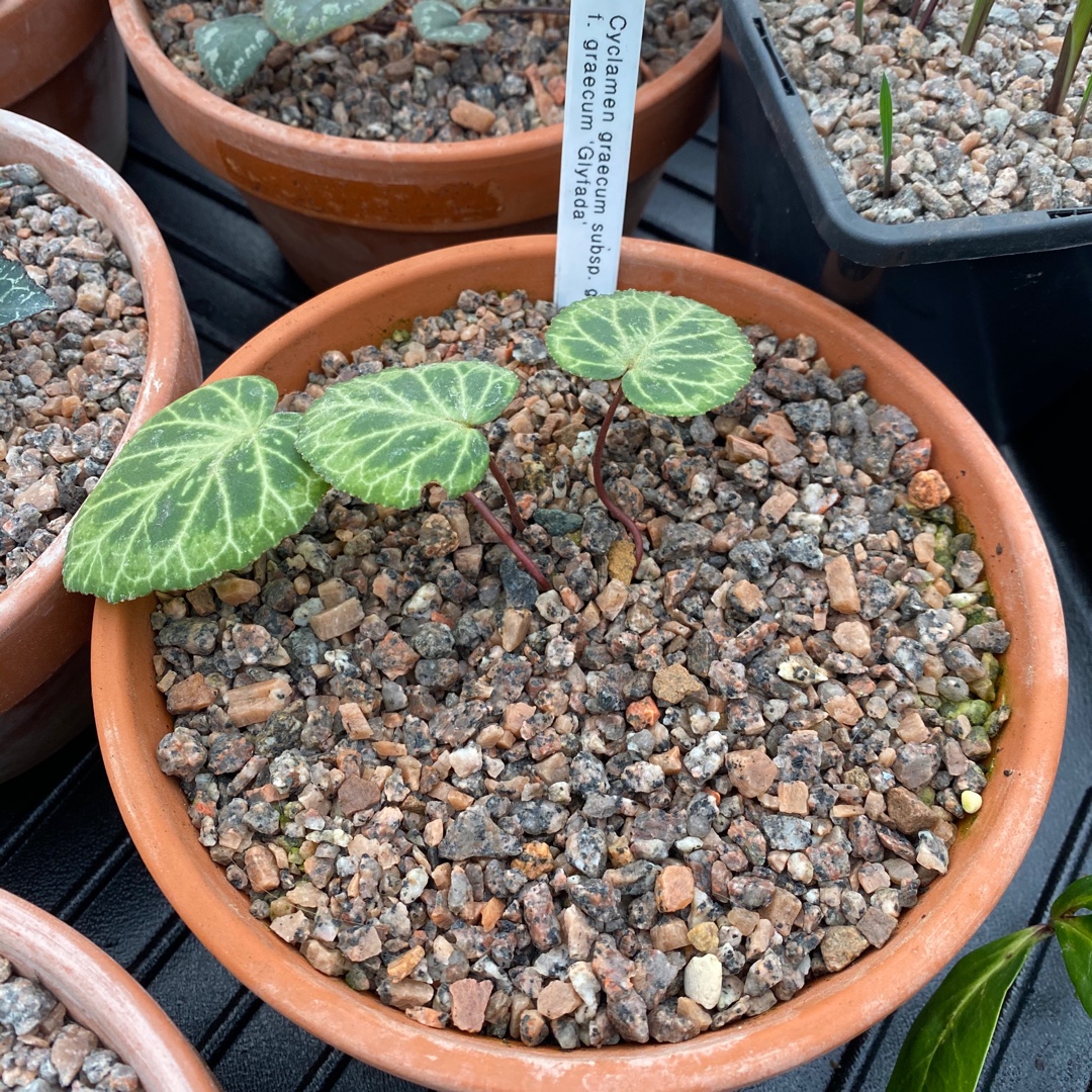 Cyclamen graecum subsp. graecum forma album in the GardenTags plant encyclopedia Cyclamen (Species) Greek Cyclamen Album in the GardenTags plant encyclopedia