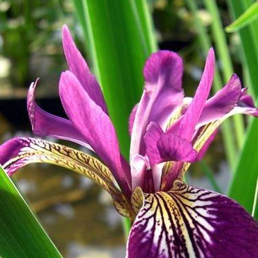 Iris versicolour Kermesina in the GardenTags plant encyclopedia Blue Flag Iris Kermesina in the GardenTags plant encyclopedia