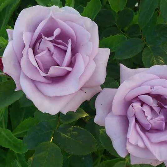 Rosa Tannacht syn. Rosa Blue Moon, Rosa Blue Munday, Rosa Sissi, Rosa Navo-Rose, Rosa Mainzer Rad, Rosa Mainzer Fastnacht in the GardenTags plant encyclopedia Rose Blue Moon (Hybrid Tea) in the GardenTags plant encyclopedia