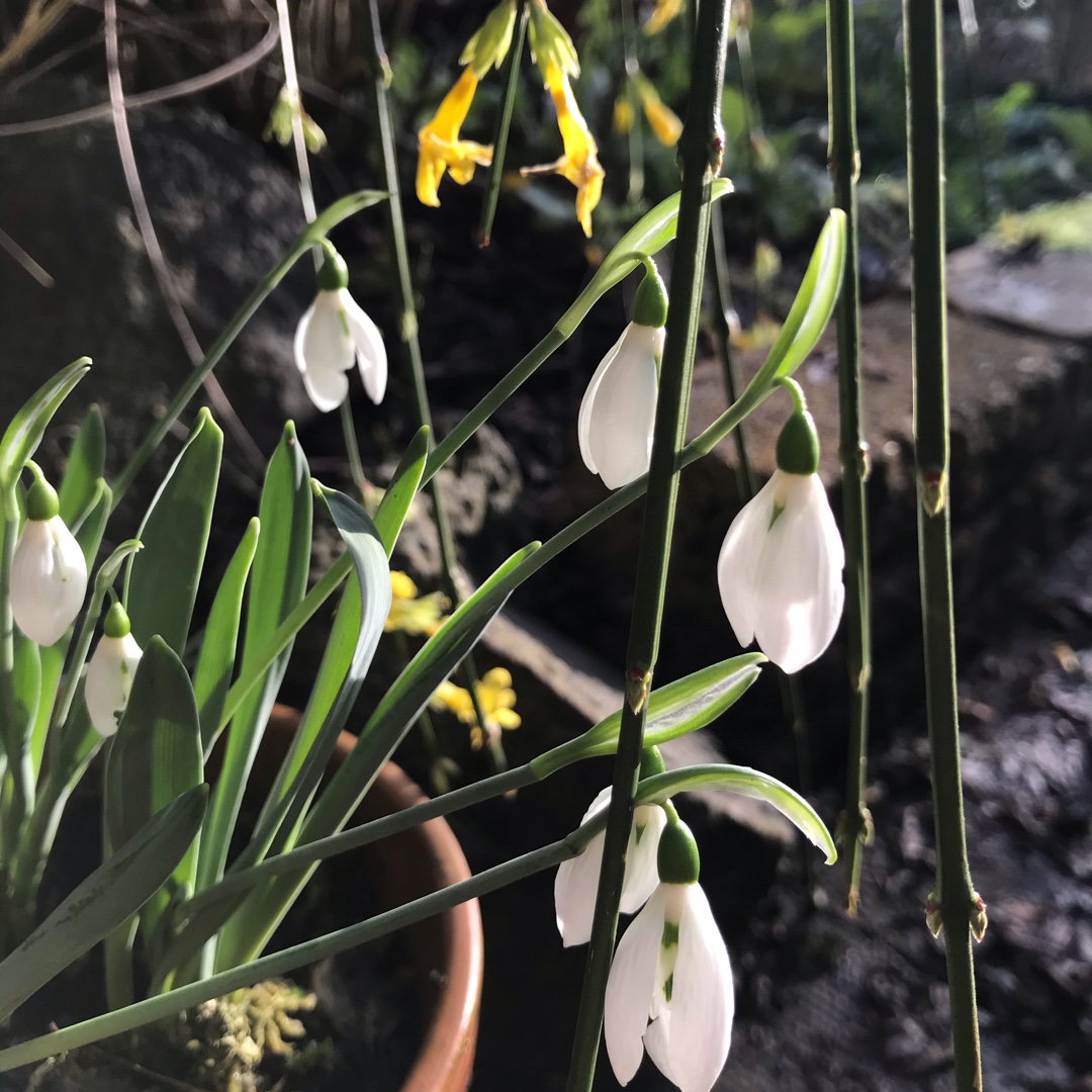 Galanthus Snow Fox in the GardenTags plant encyclopedia Snowdrop Snow Fox in the GardenTags plant encyclopedia