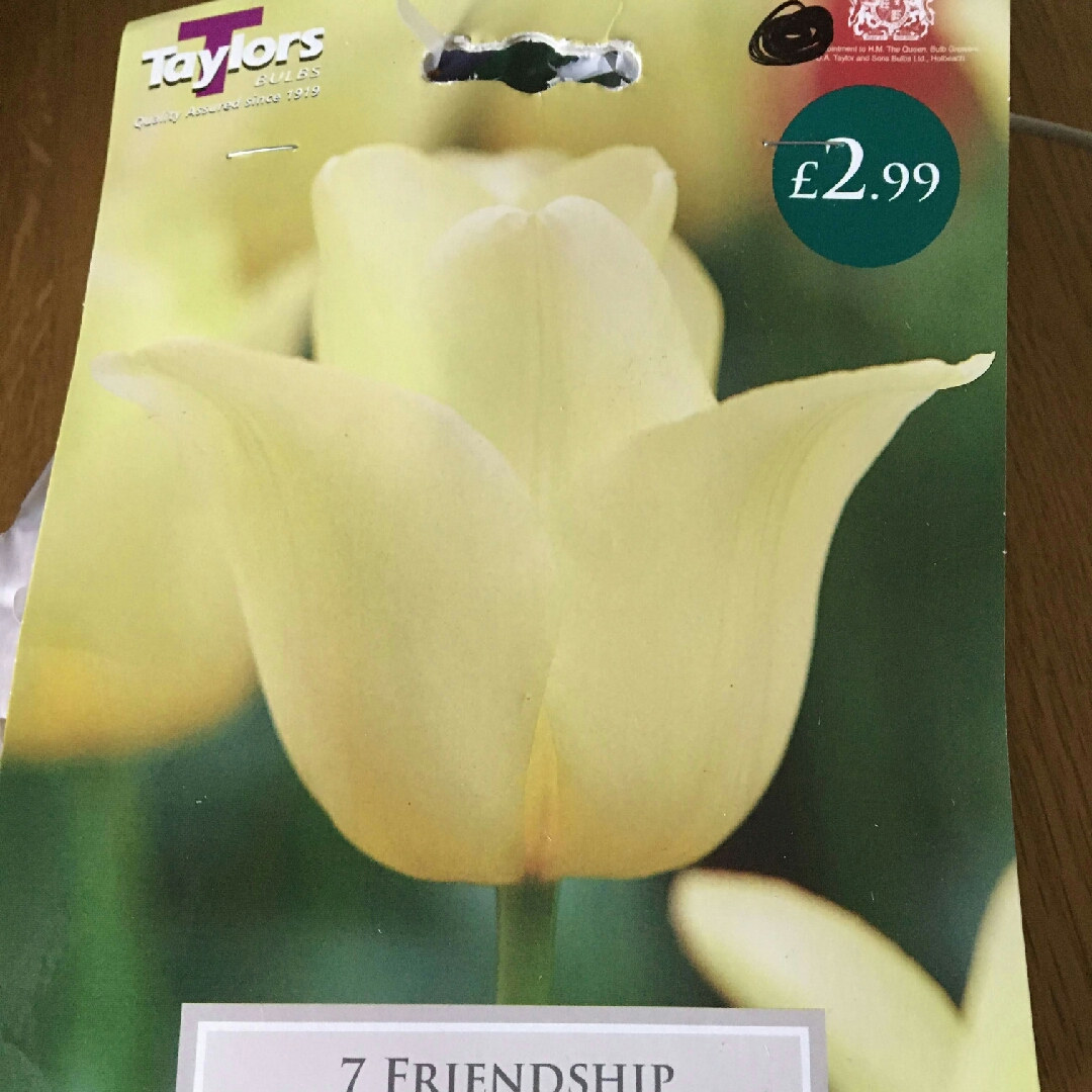 Tulipa Friendship 1998 syn. Tulipa Friendship in the GardenTags plant encyclopedia Tulip Friendship 1998 (Triumph) in the GardenTags plant encyclopedia