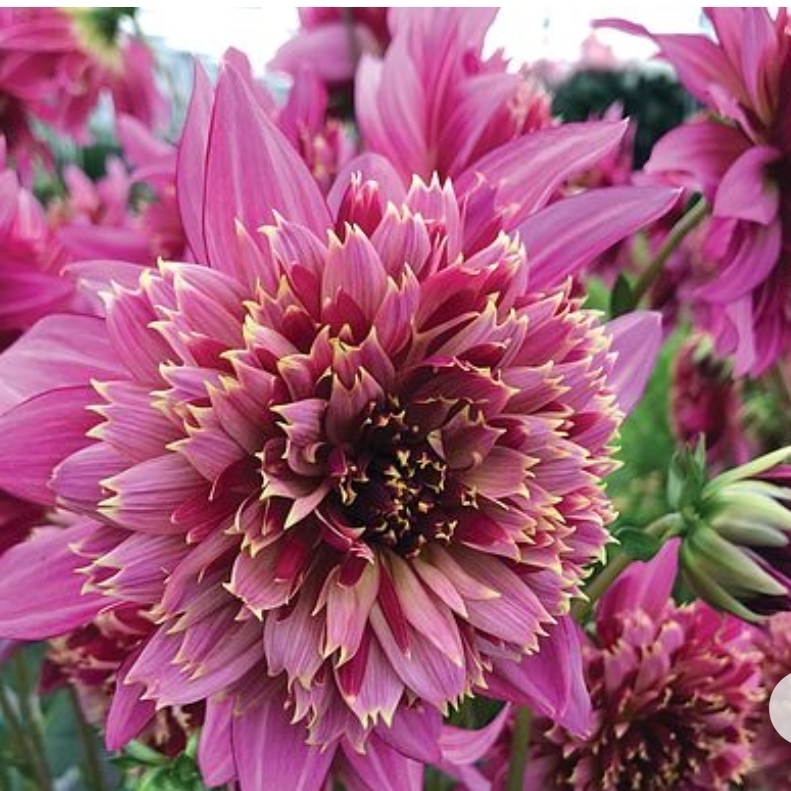 Dahlia Mambo in the GardenTags plant encyclopedia Dahlia Mambo (Anemone-flowered) in the GardenTags plant encyclopedia