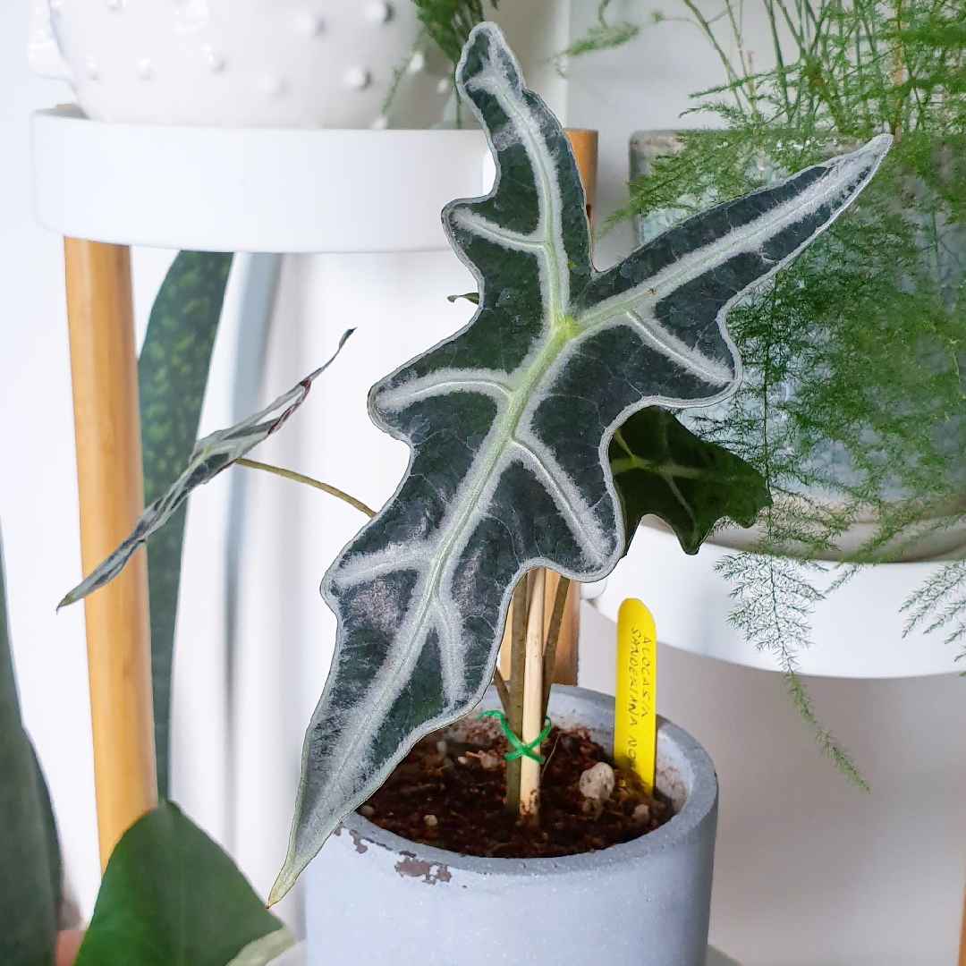 Alocasia Sanderiana Nobilis in the GardenTags plant encyclopedia