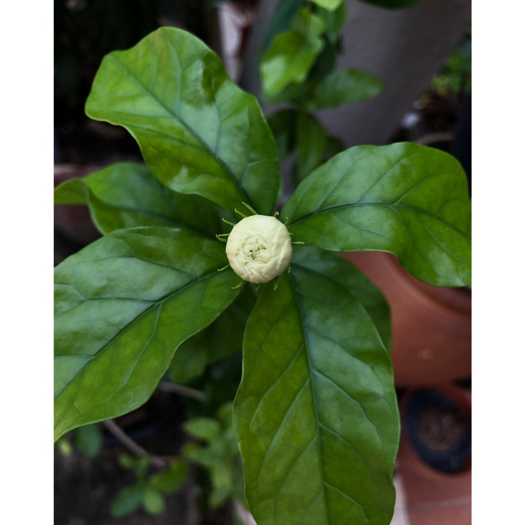 Jasminum sambac Grand Duke of Tuscany in the GardenTags plant encyclopedia Arabian Jasmine Grand Duke of Tuscany in the GardenTags plant encyclopedia