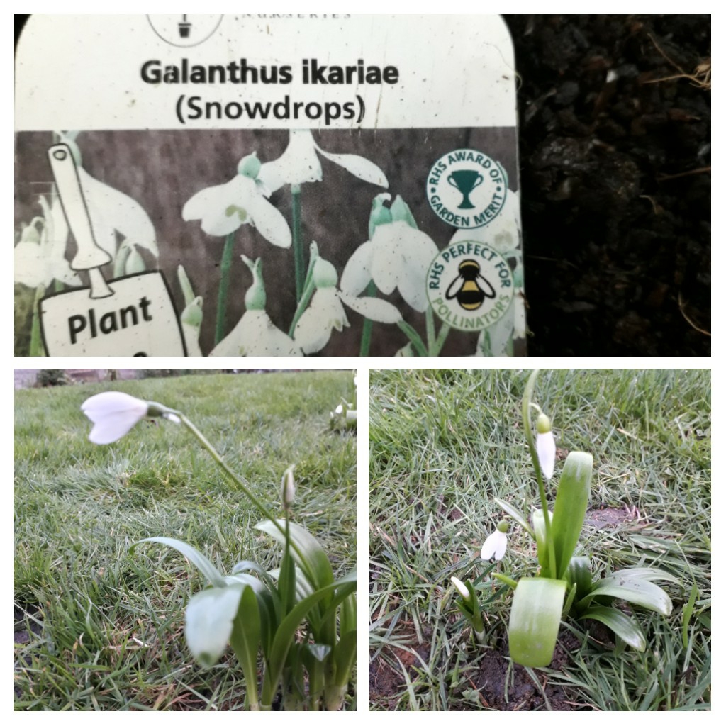 Galanthus ikariae in the GardenTags plant encyclopedia Snowdrop (Species) Ikaria Snowdrop in the GardenTags plant encyclopedia