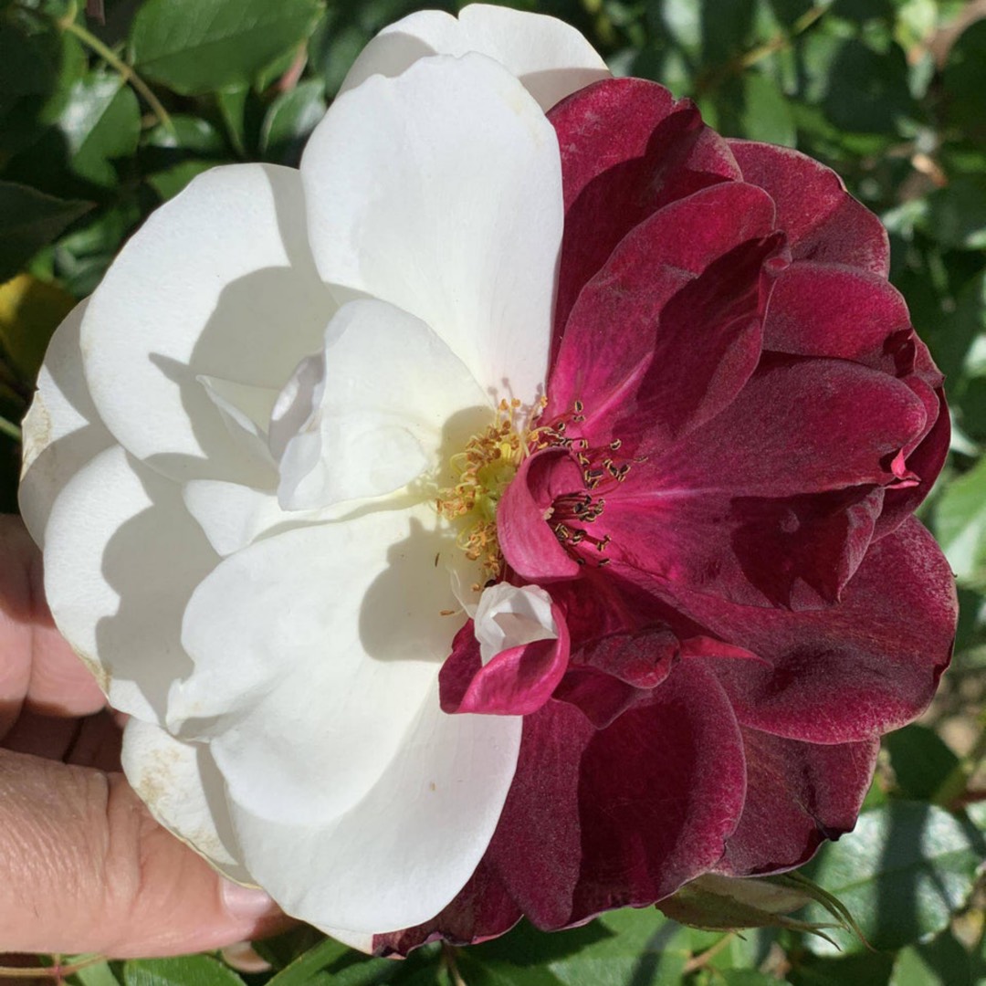 Helleborus Coseh 4200 (HGC Ice N Roses Series) syn. Helleborus HGC Ice N Roses Rose in the GardenTags plant encyclopedia Hellebore HGC Ice N Roses Rose in the GardenTags plant encyclopedia