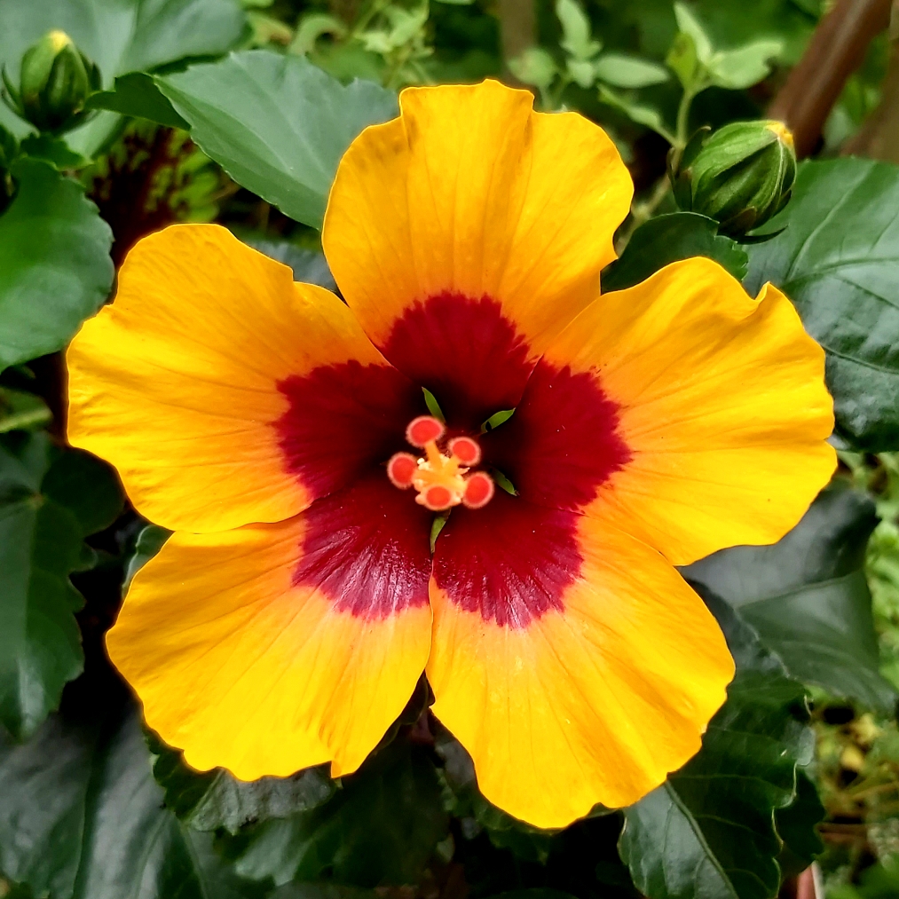 Hibiscus rosa-sinensis Petit Orange (Hibisqs Petit Series) in the GardenTags plant encyclopedia Tropical Hibiscus Petit Orange in the GardenTags plant encyclopedia