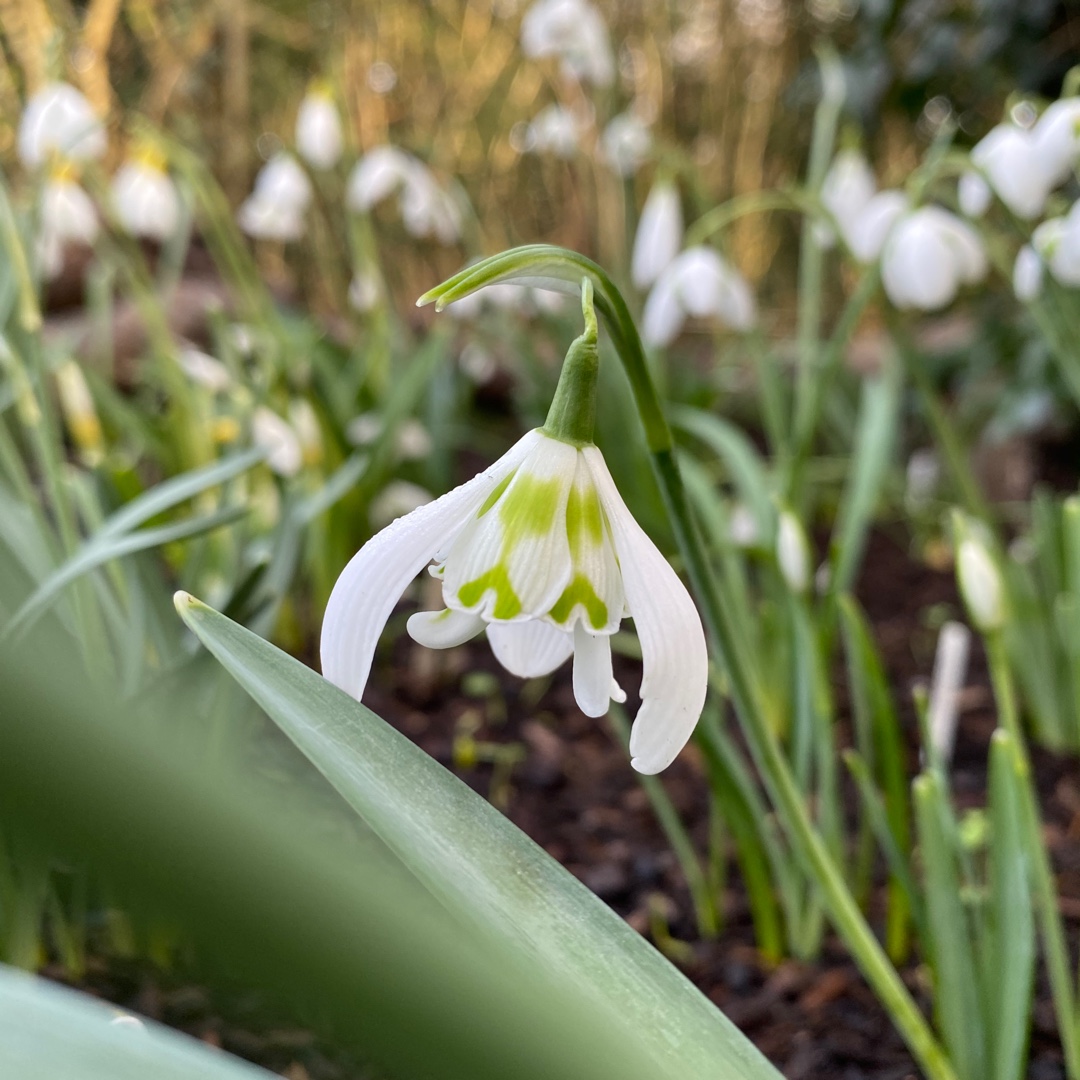Galanthus Heffalump in the GardenTags plant encyclopedia Snowdrop Heffalump in the GardenTags plant encyclopedia