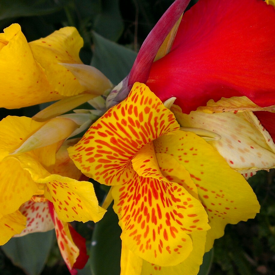 Canna Cleopatra syn. Canna Yellow King Humbert, Canna Harlequin in the GardenTags plant encyclopedia Canna Cleopatra in the GardenTags plant encyclopedia