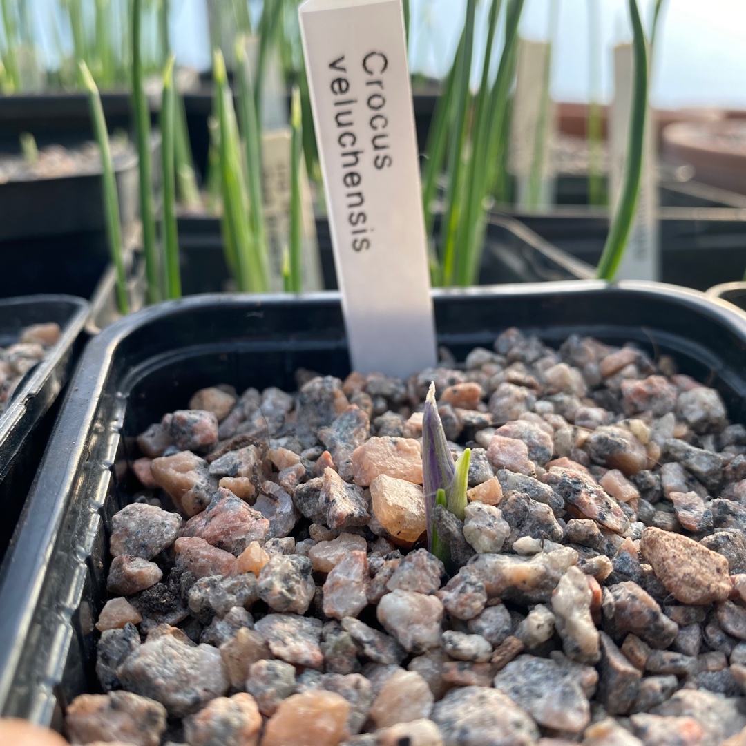 Crocus veluchensis in the GardenTags plant encyclopedia Crocus (Species) Crocus veluchensis in the GardenTags plant encyclopedia