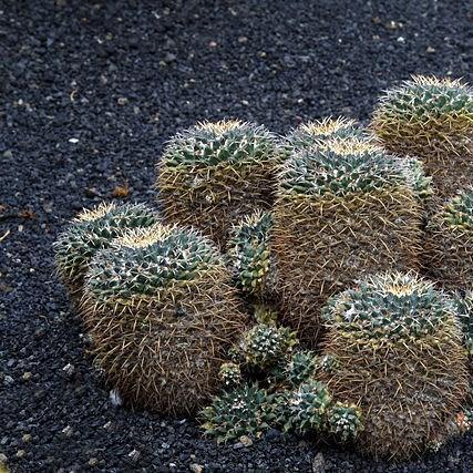 Mammillaria Magnimamma in the GardenTags plant encyclopedia Mexican Pincushion in the GardenTags plant encyclopedia