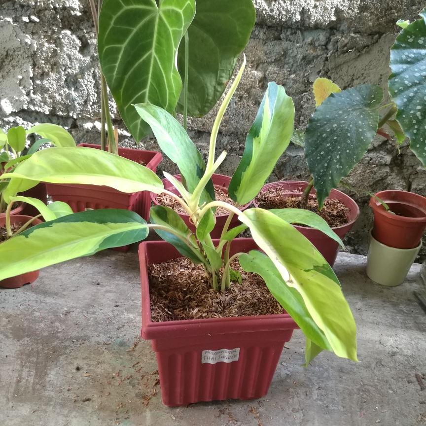 Philodendron 'Thai Sunrise', Philodendron 'Thai Sunrise' in GardenTags ...