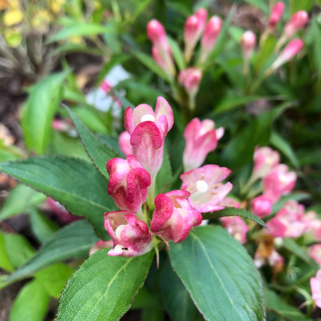 Weigela Slingpink syn. Weigela All Summer Peach in the GardenTags plant encyclopedia Weigela All Summer Peach in the GardenTags plant encyclopedia