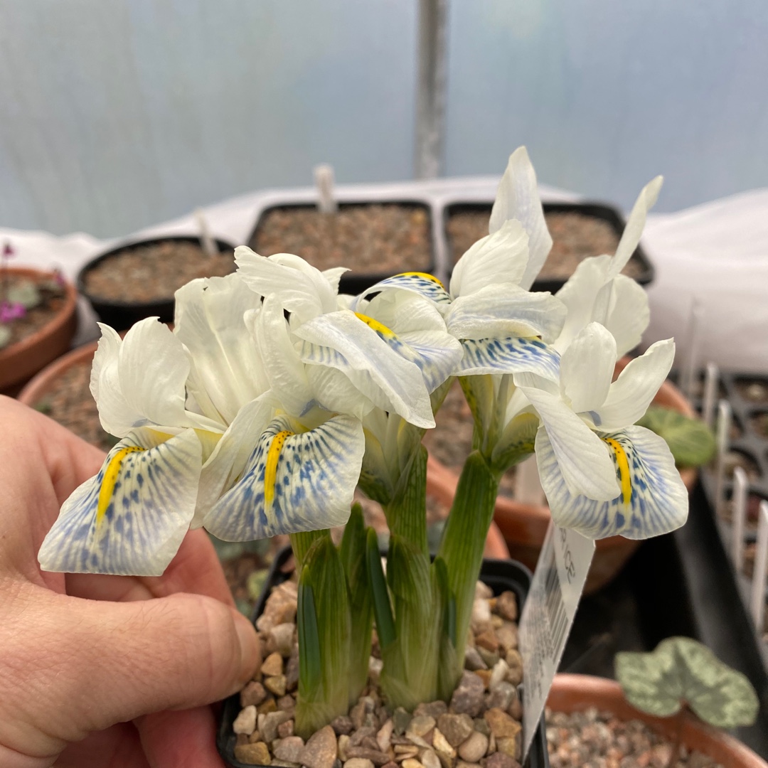 Iris Polar Ice syn. Iris reticulata Polar Ice in the GardenTags plant encyclopedia Reticulate Iris Polar Ice in the GardenTags plant encyclopedia