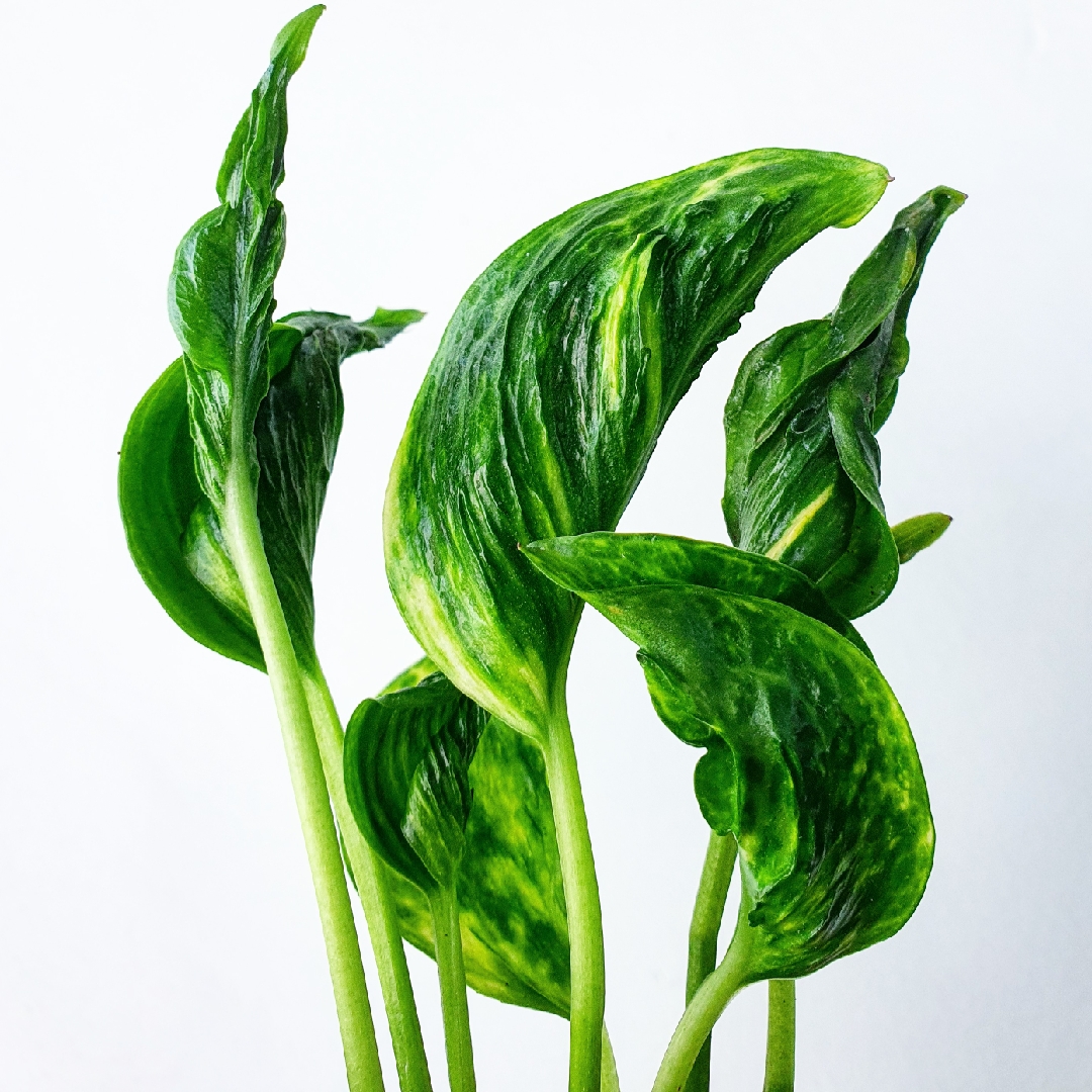 Epipremnum aureum Shangri La syn. Epipremnum aureum Spinach in the GardenTags plant encyclopedia Epipremnum Shangri La in the GardenTags plant encyclopedia